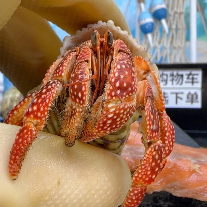 A42异瞳 斐济草莓2.5cm口径