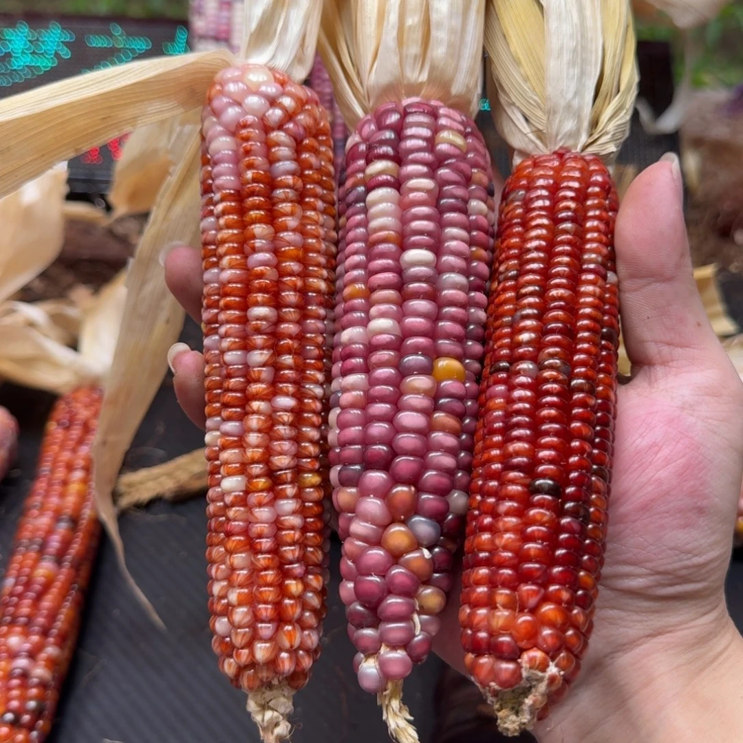 灵***灵吊坠柏香籽/百香籽