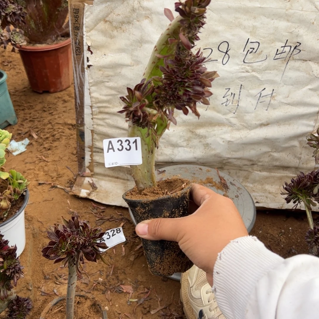 黑缀331满28包邮啦