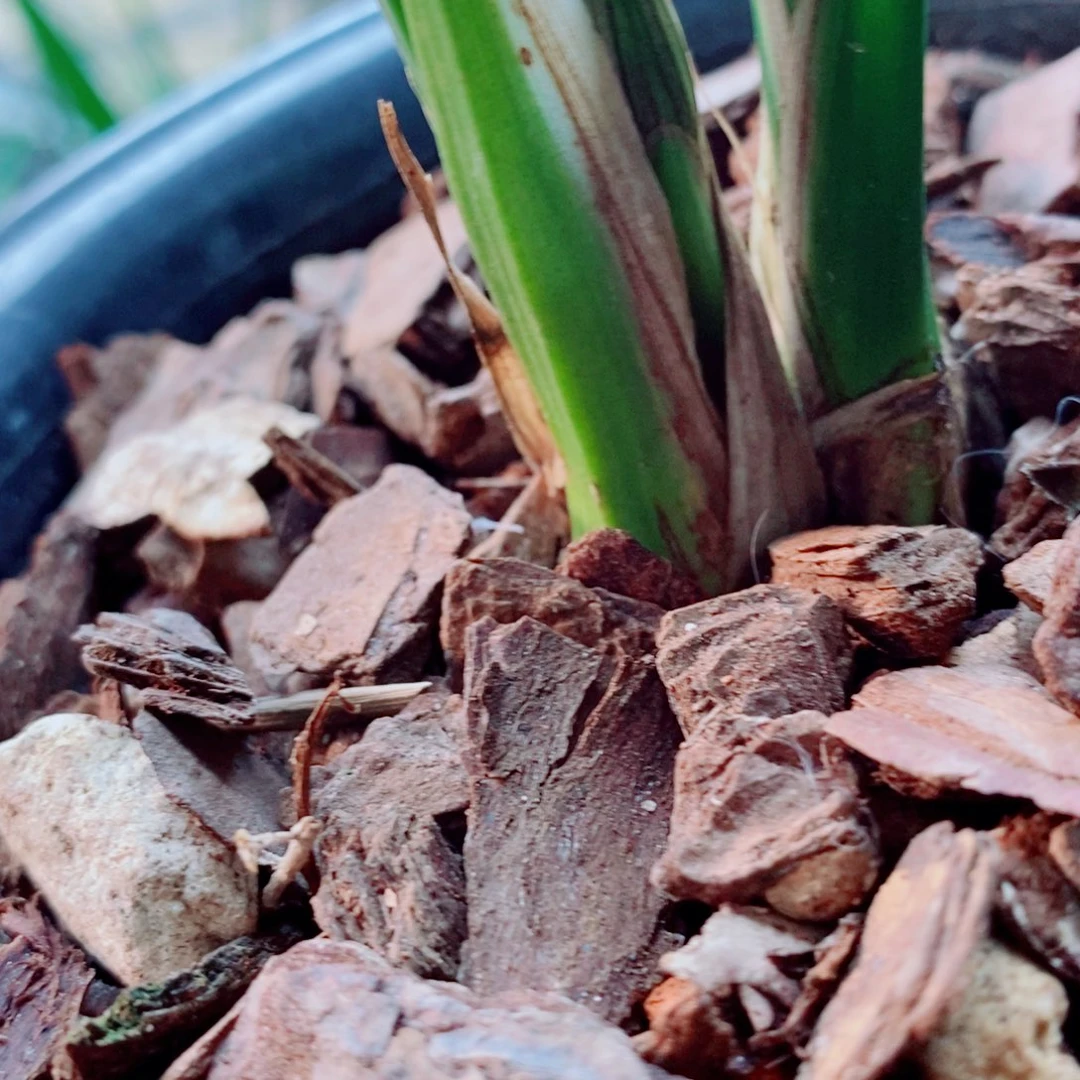 大部分花苞少量开放