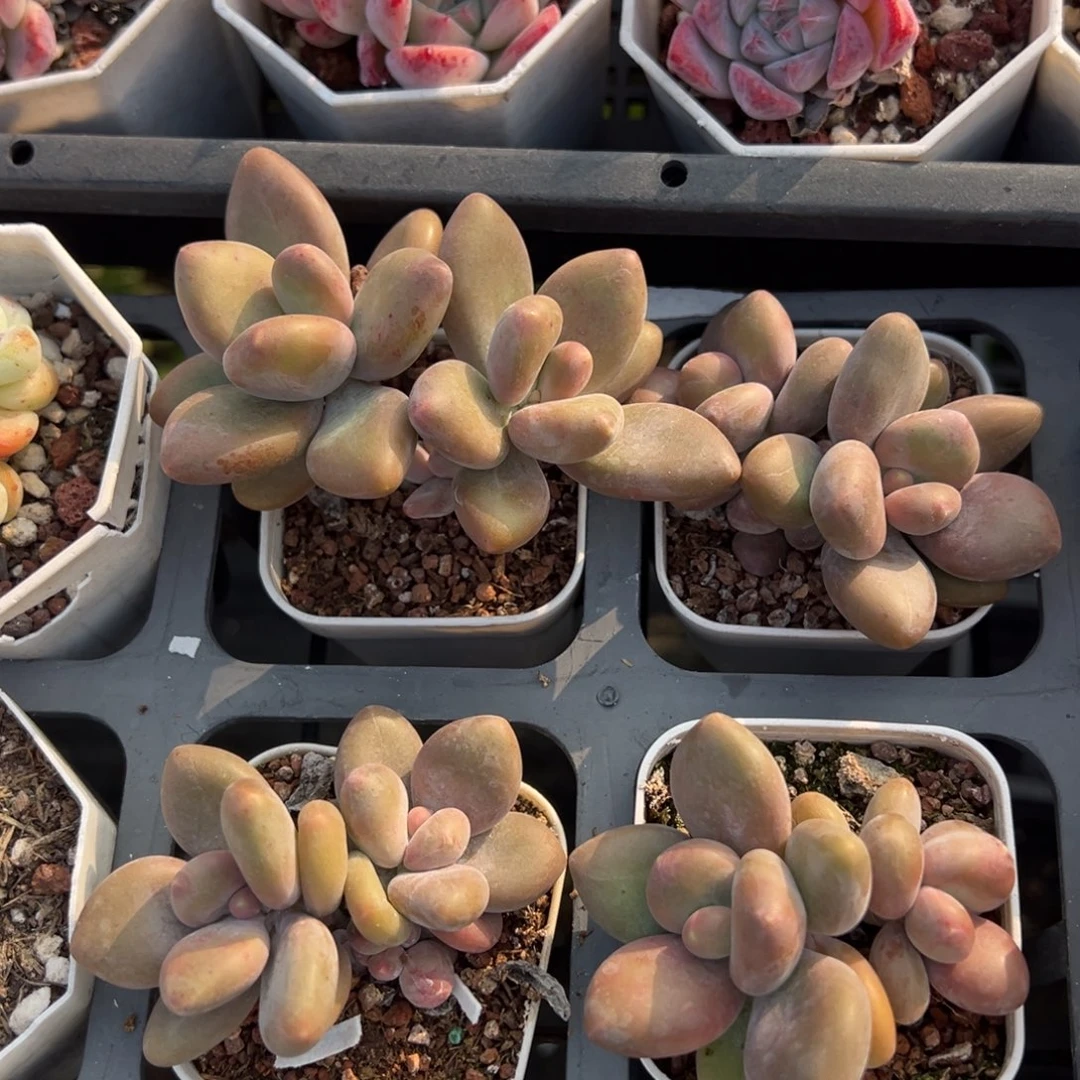 KK奶到手1颗量拍多肉满18元包邮下午发货