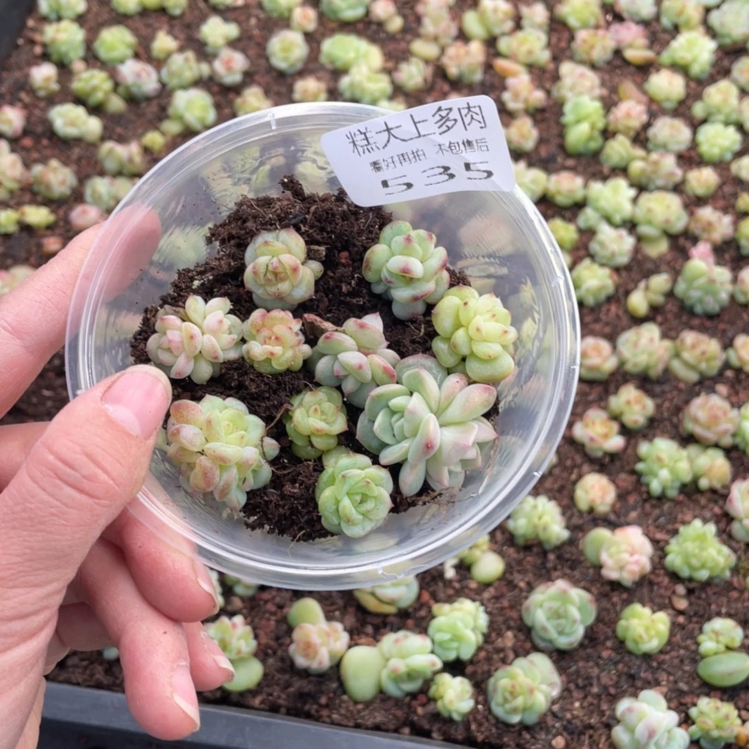 糕大上多肉植物535