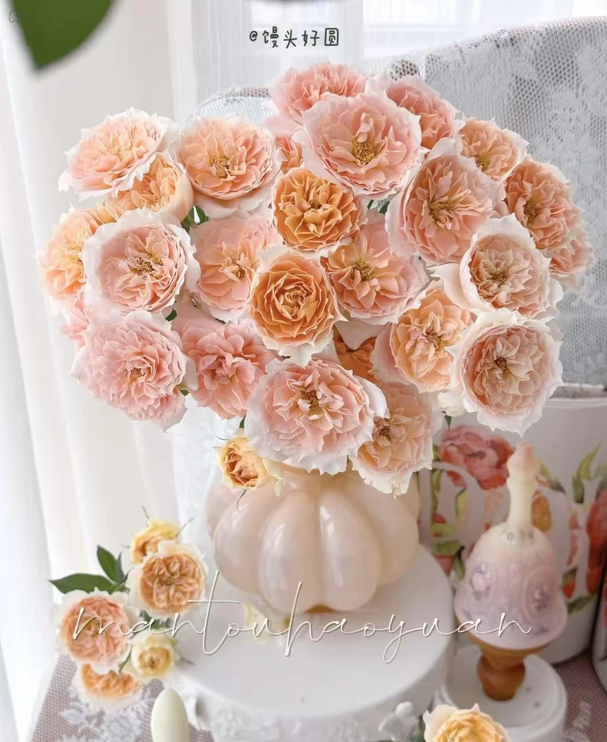 【杏色拉拉队多头玫瑰】任意两单及两单以上鲜花顺丰包邮发货