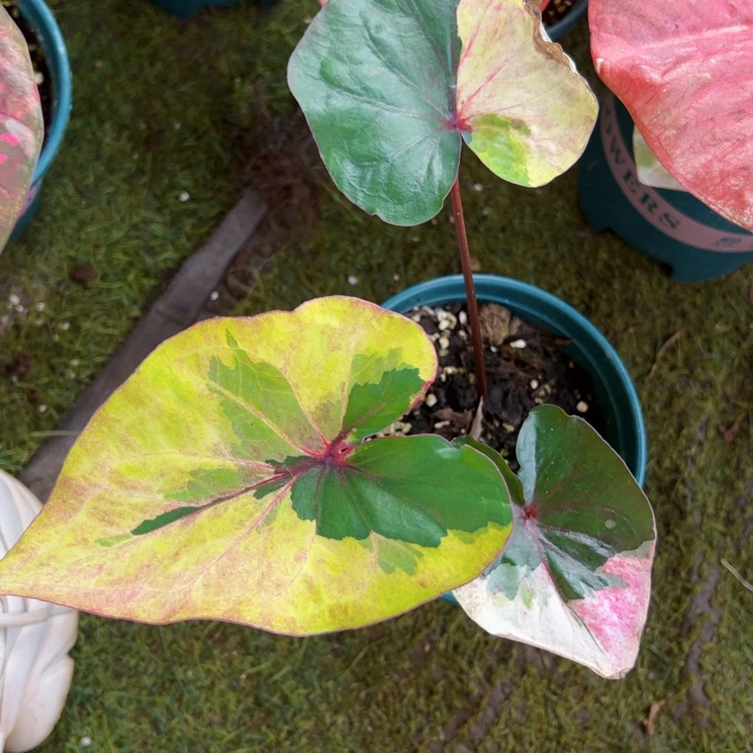 无花朵微瑕三色泰彩