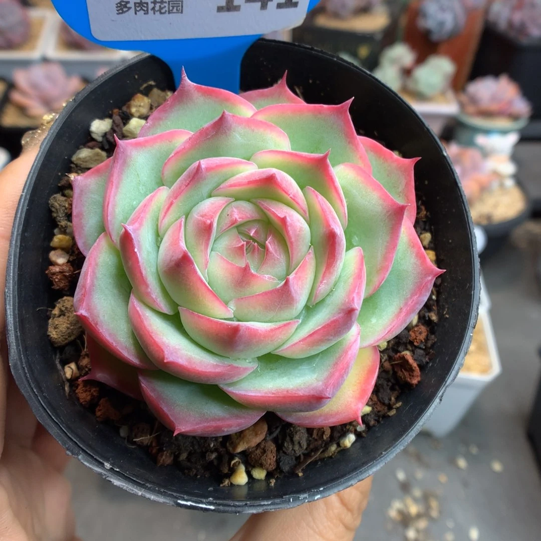 141侧影多肉植物一物一拍