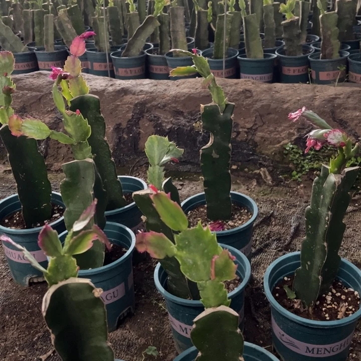 李***军69号083，三色复色大花，