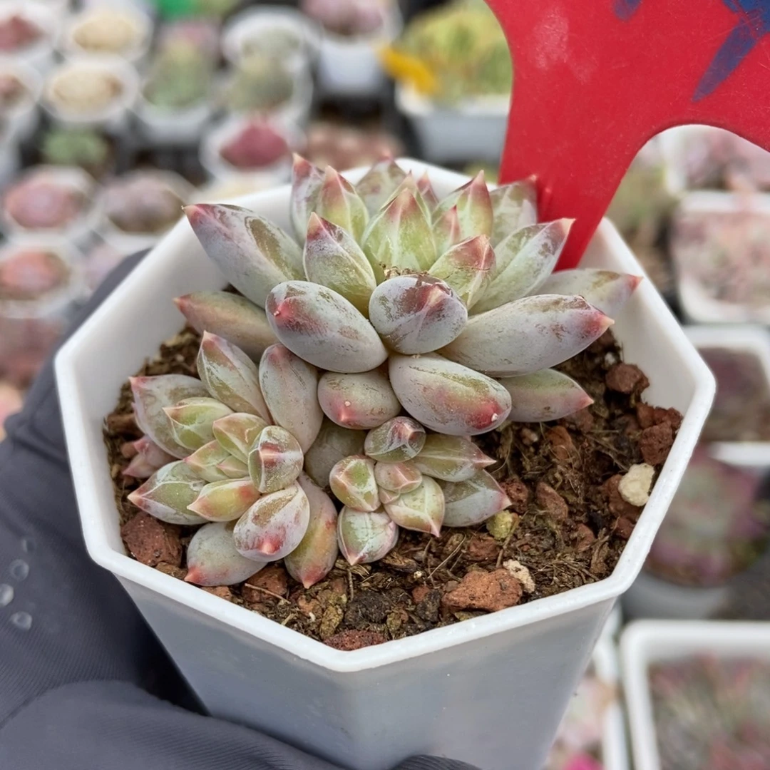 974伊丽莎白多肉植物