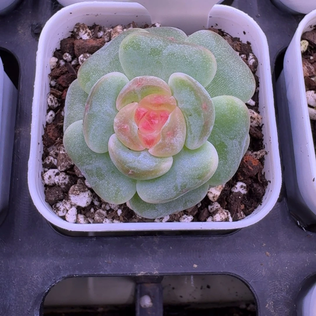 0917-76汉白玉单头