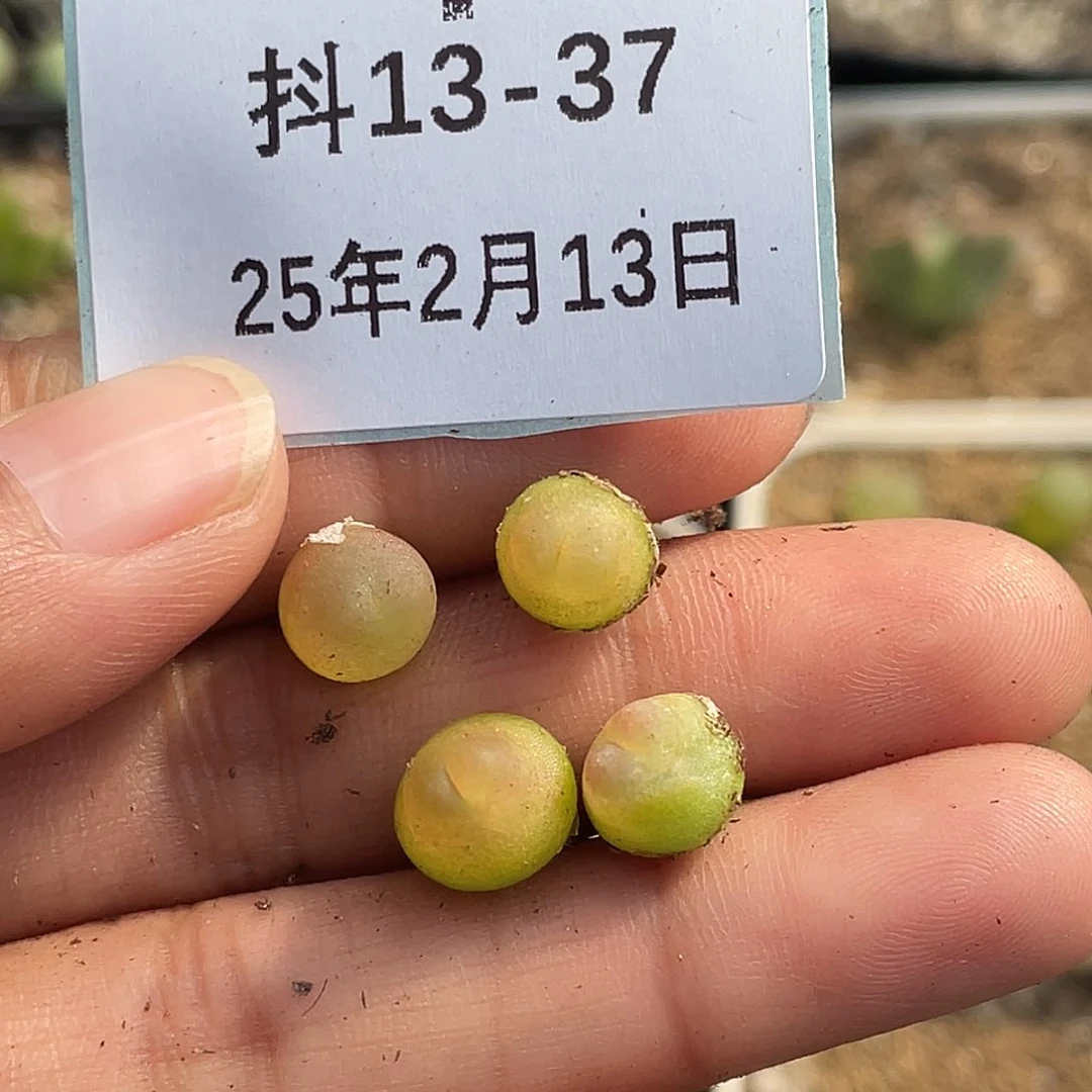 明*13-37肉锥多肉植物