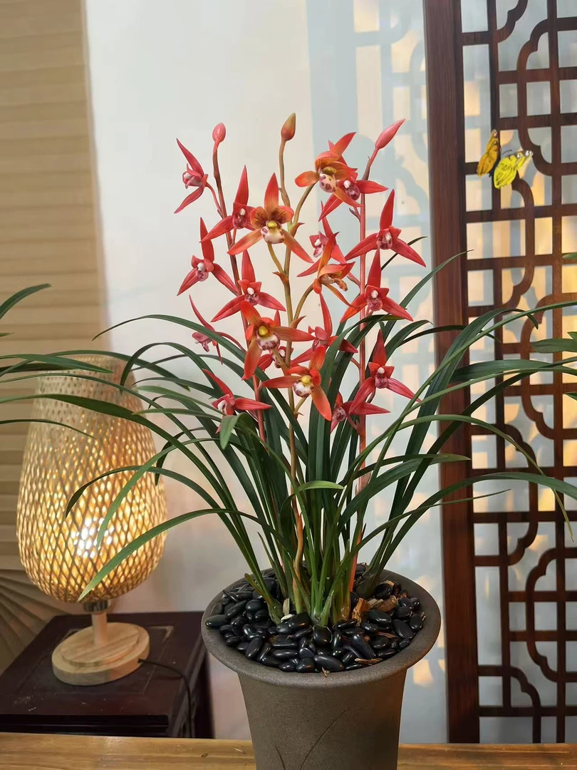 【红袍】高端寒兰浓香型转色平肩大花自然棚种植花期半年以上