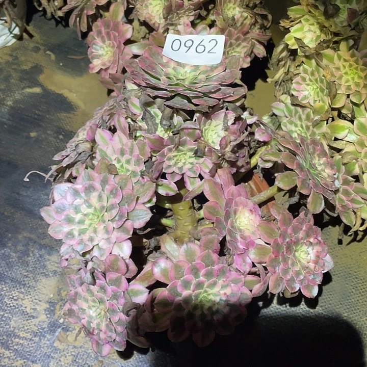 多肉植物法师962红铜白