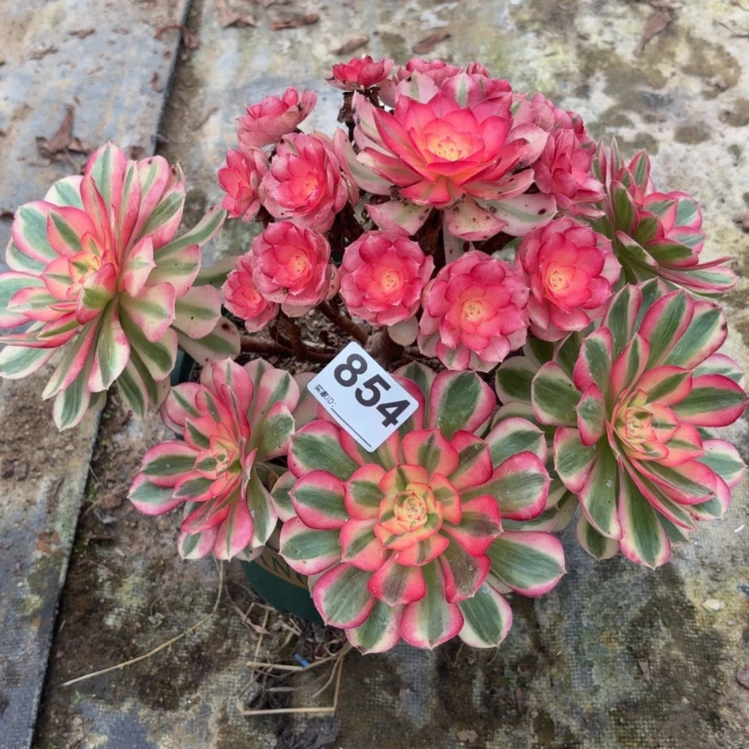 854福利倾城多肉植物