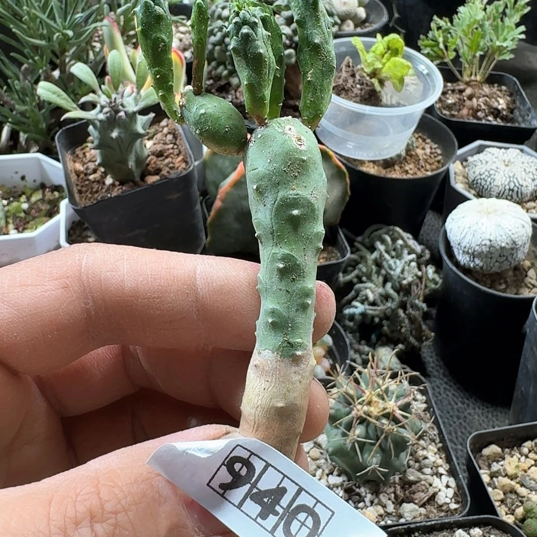 940鱼鳞宝大戟脱土发货