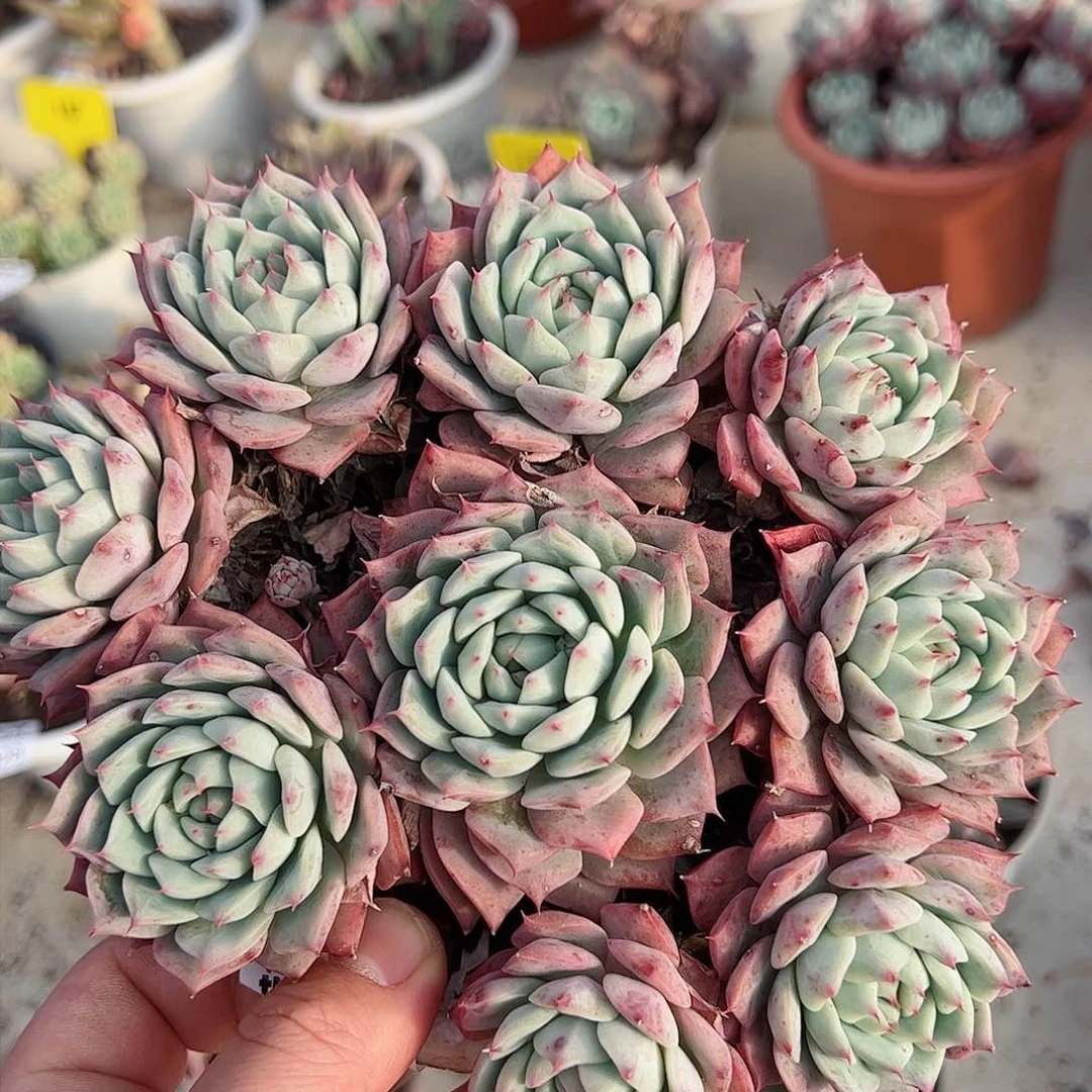 Tp多头群生老桩多肉