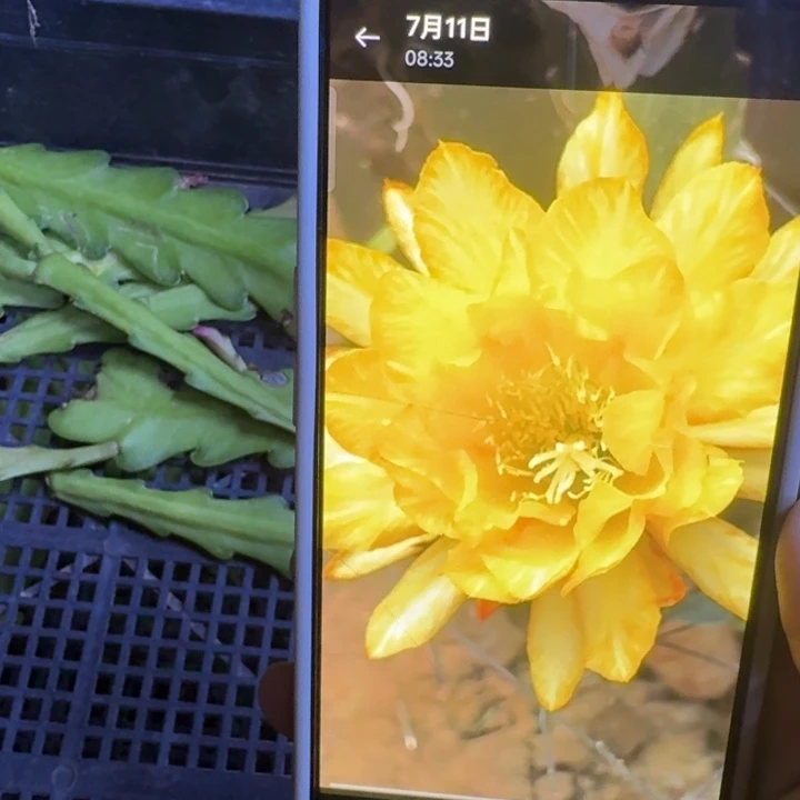 14令箭小辫黄6公分左右无根侧牙，20包邮