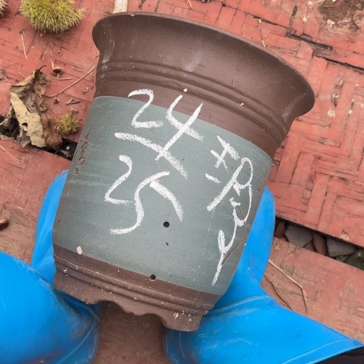 花盆紫砂紫砂的花