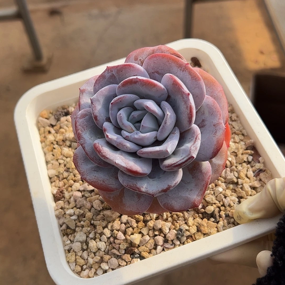 单头高桩粗腿奶茶