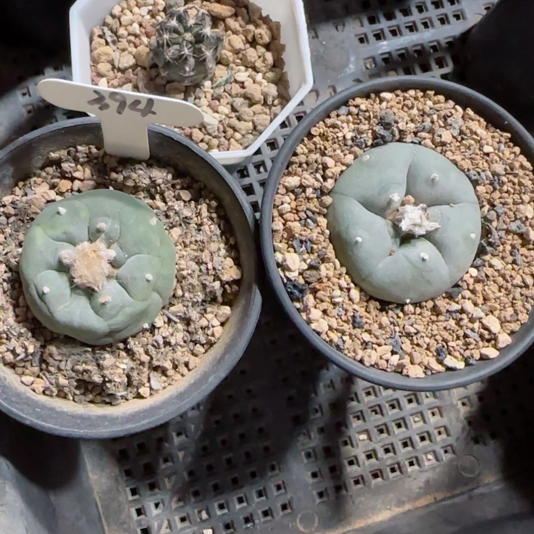 实生草球两颗多肉