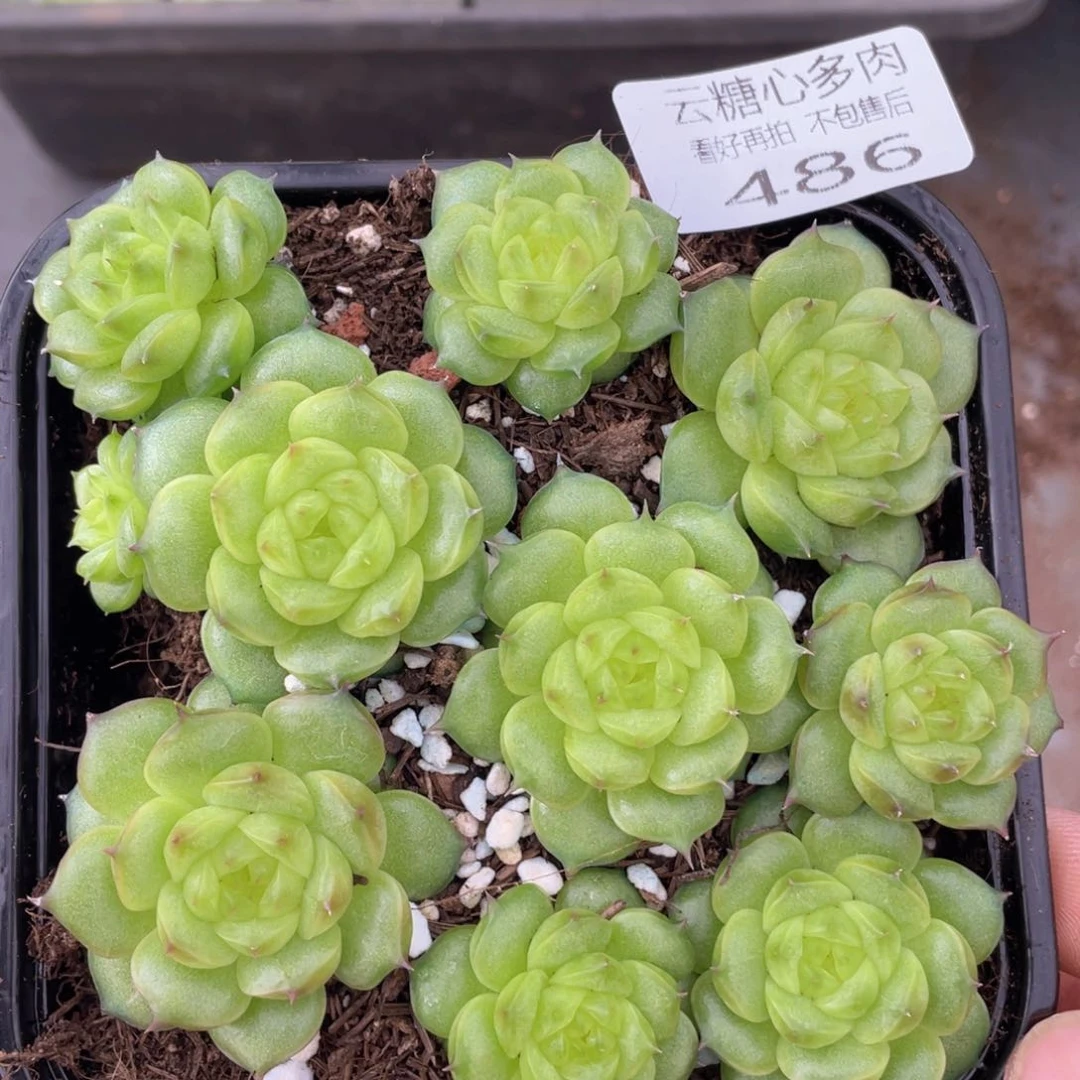 云糖心多肉植物486
