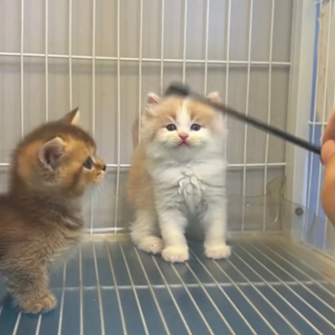 甜美乳白长毛正常脚弟弟 粉爪爪 纯种宠物幼猫