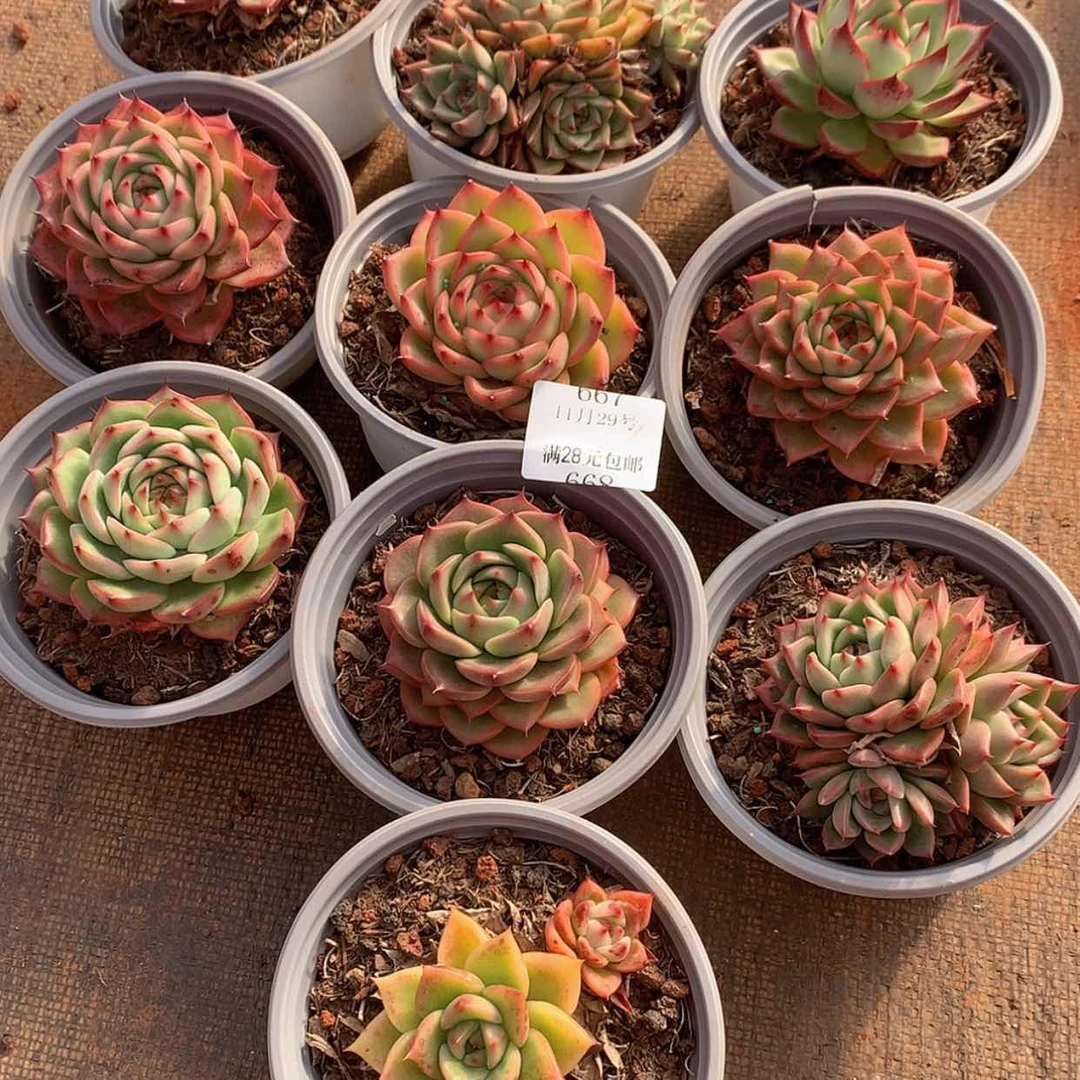 【闪购商品】云668