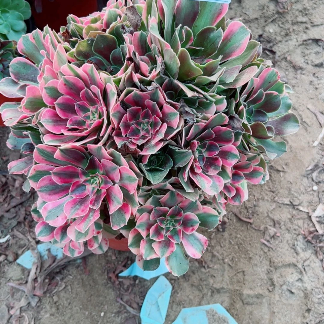 778香妃多肉植物法师