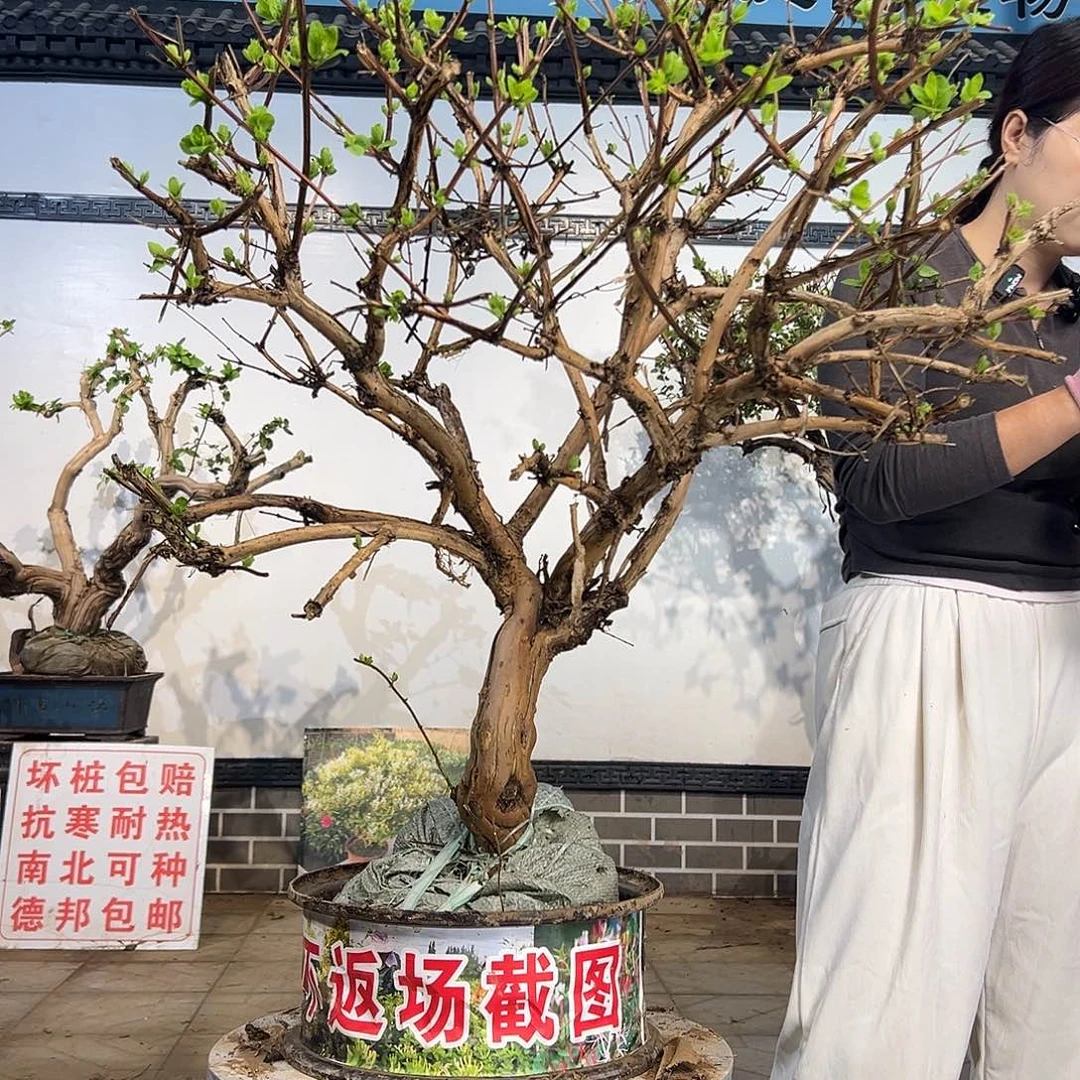 完全开放金银花8888