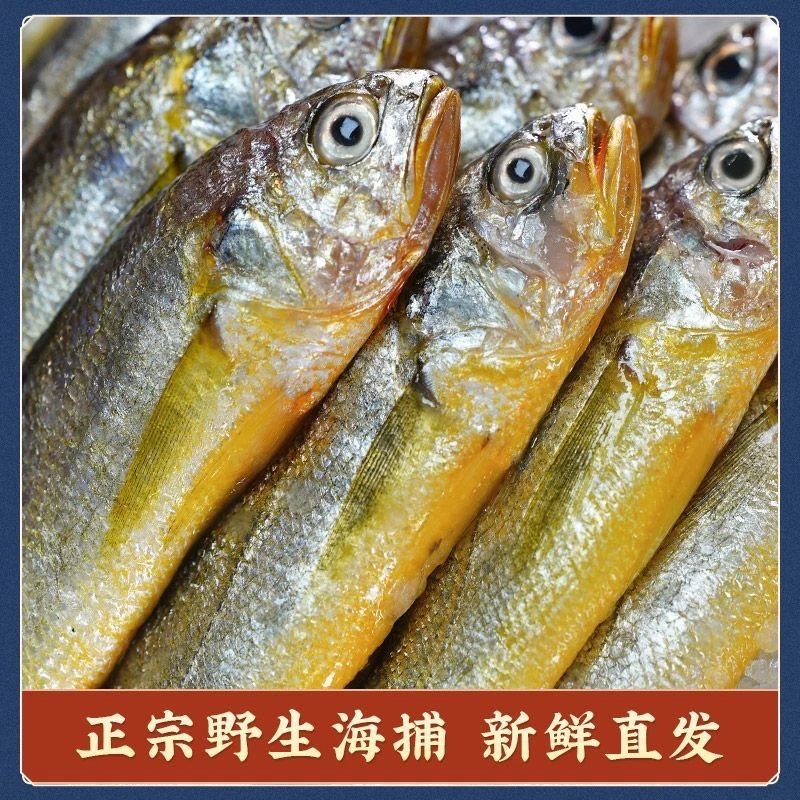 大黄花鱼  深海野生