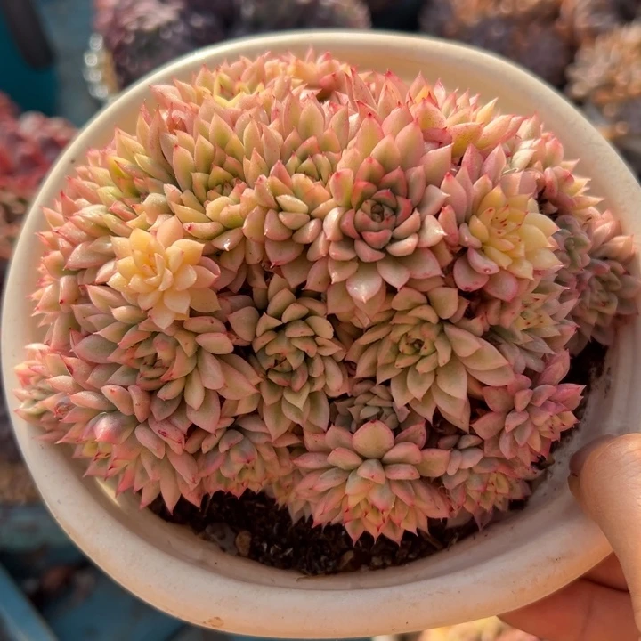 精品多肉植物老桩随机发一棵女雏锦