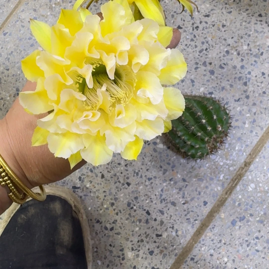 209彩草奶油舞裙歪无根侧牙4公分左右，20包邮