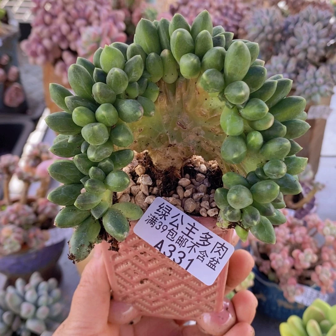 香蕉树缀化9cm331多肉植物