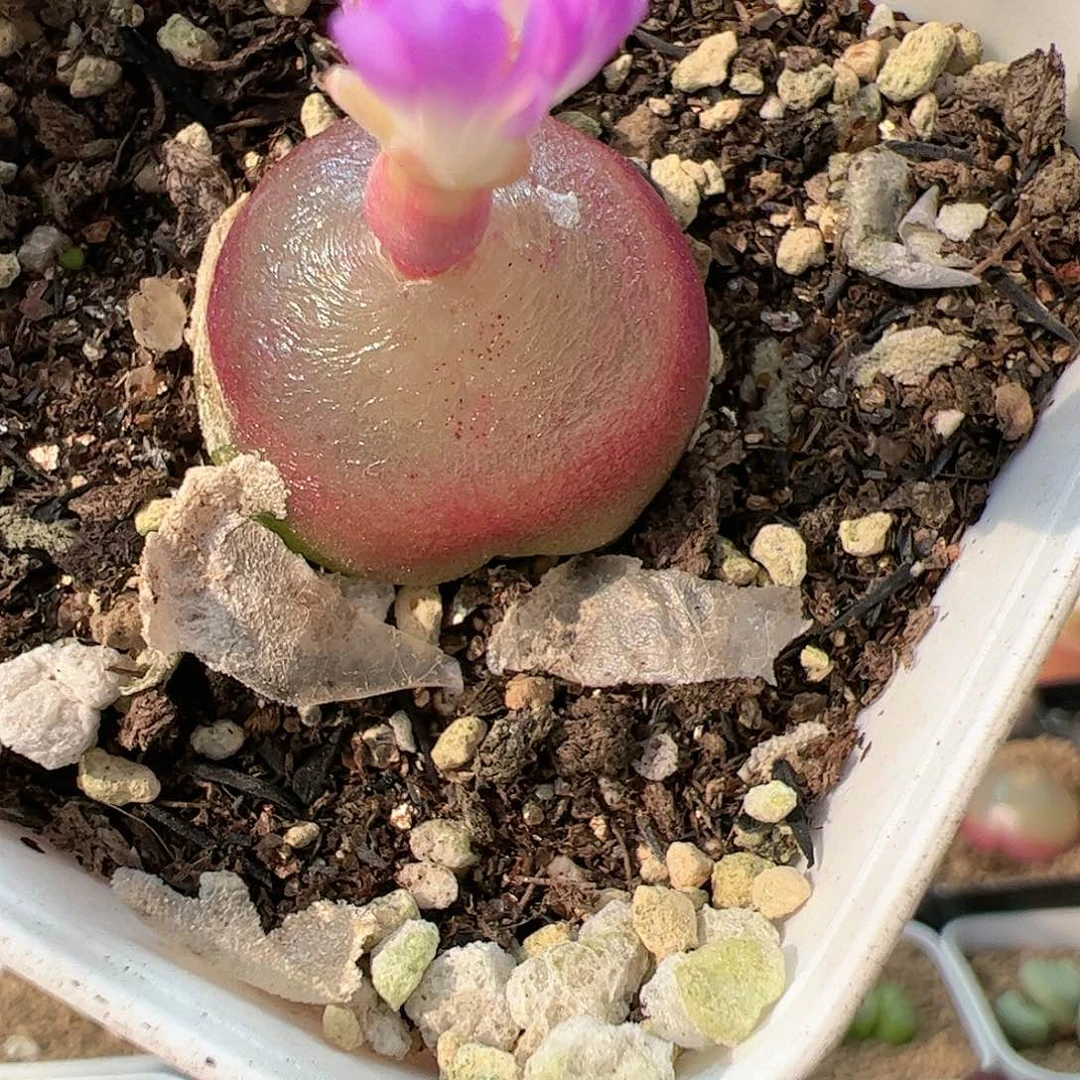 【闪购商品】40 灯泡