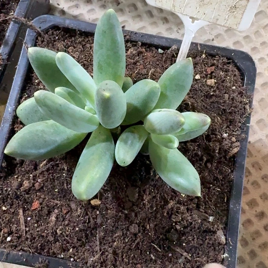 吧笔呀8888888888888888