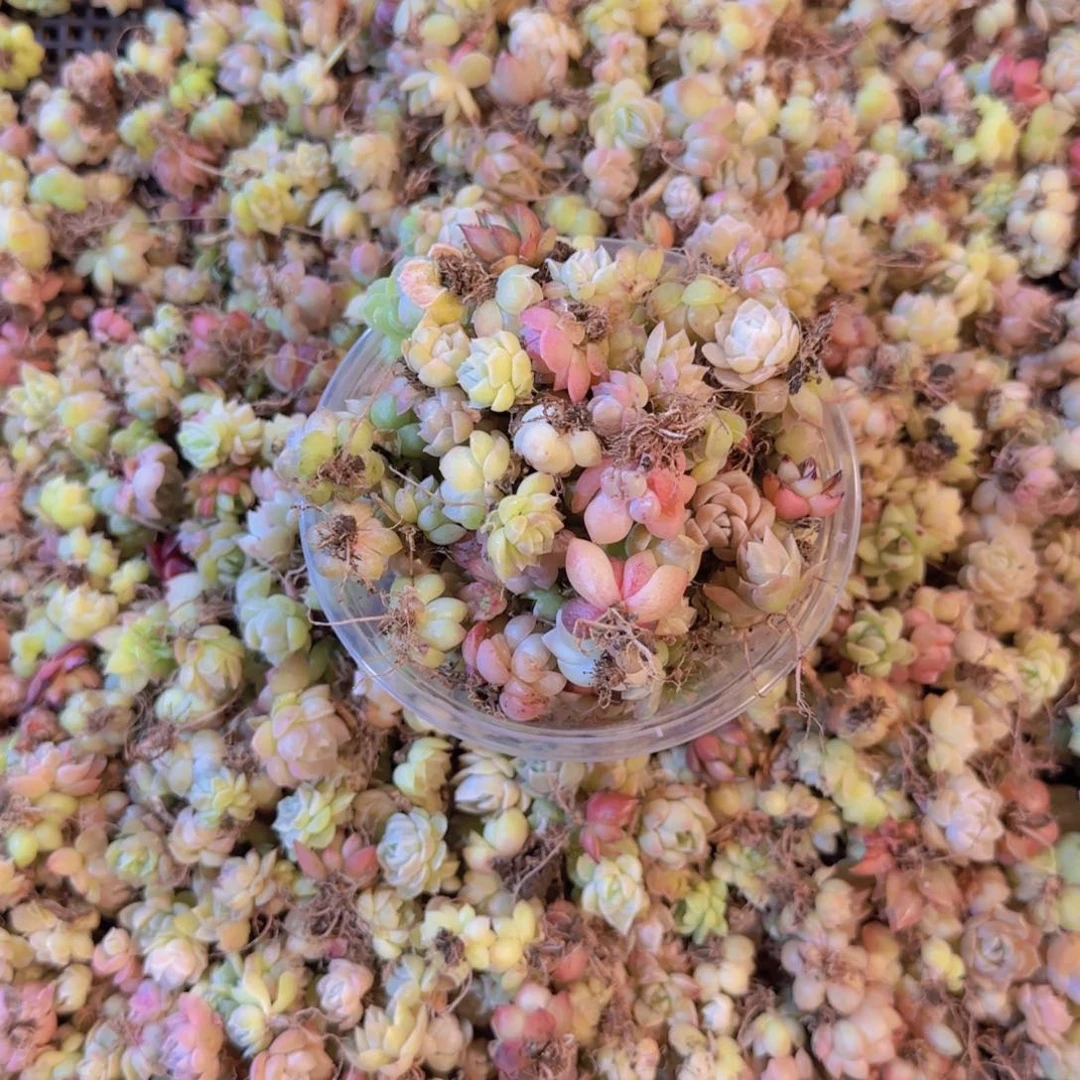 饭盒小苗保底50颗以上量拍