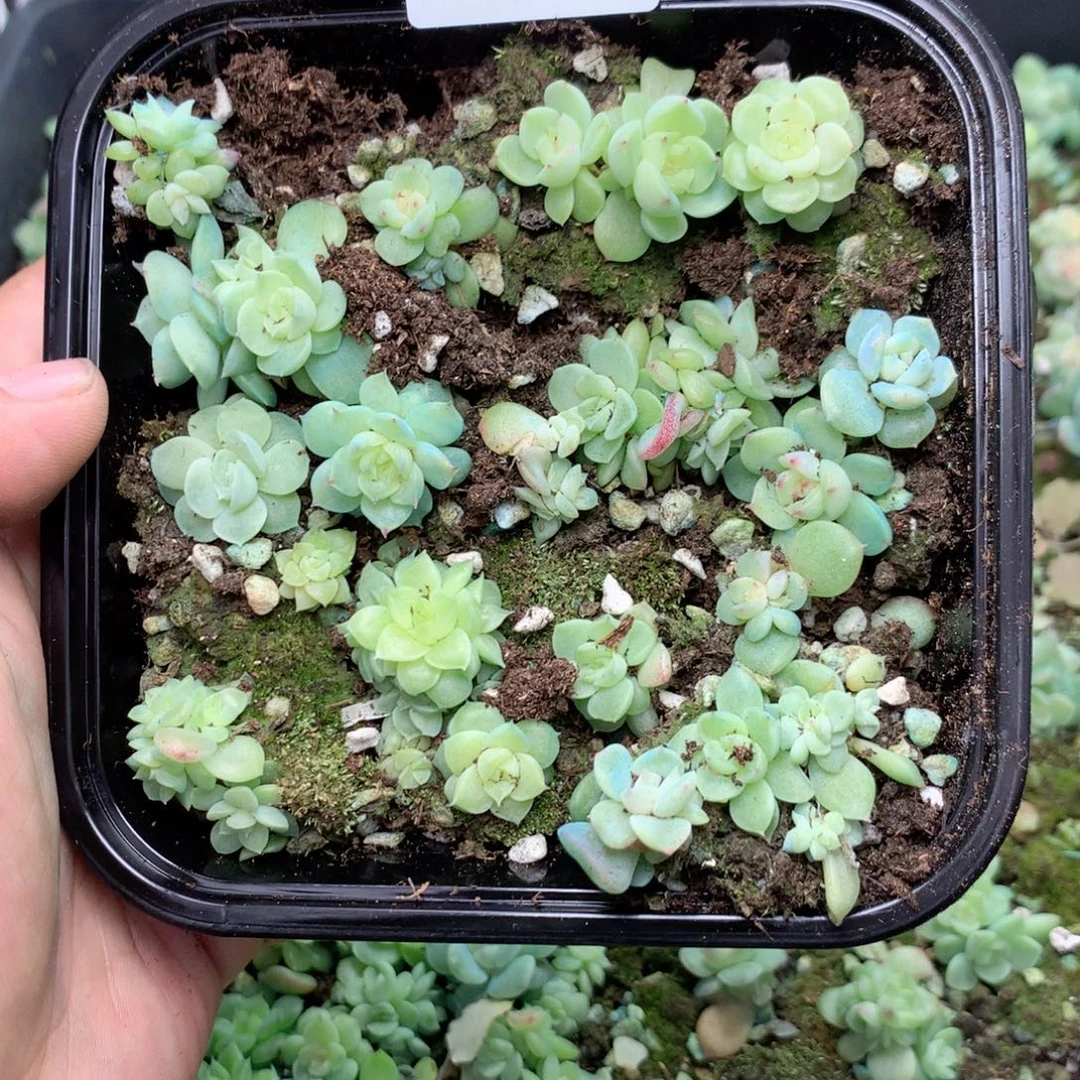 无花朵R202英语英语