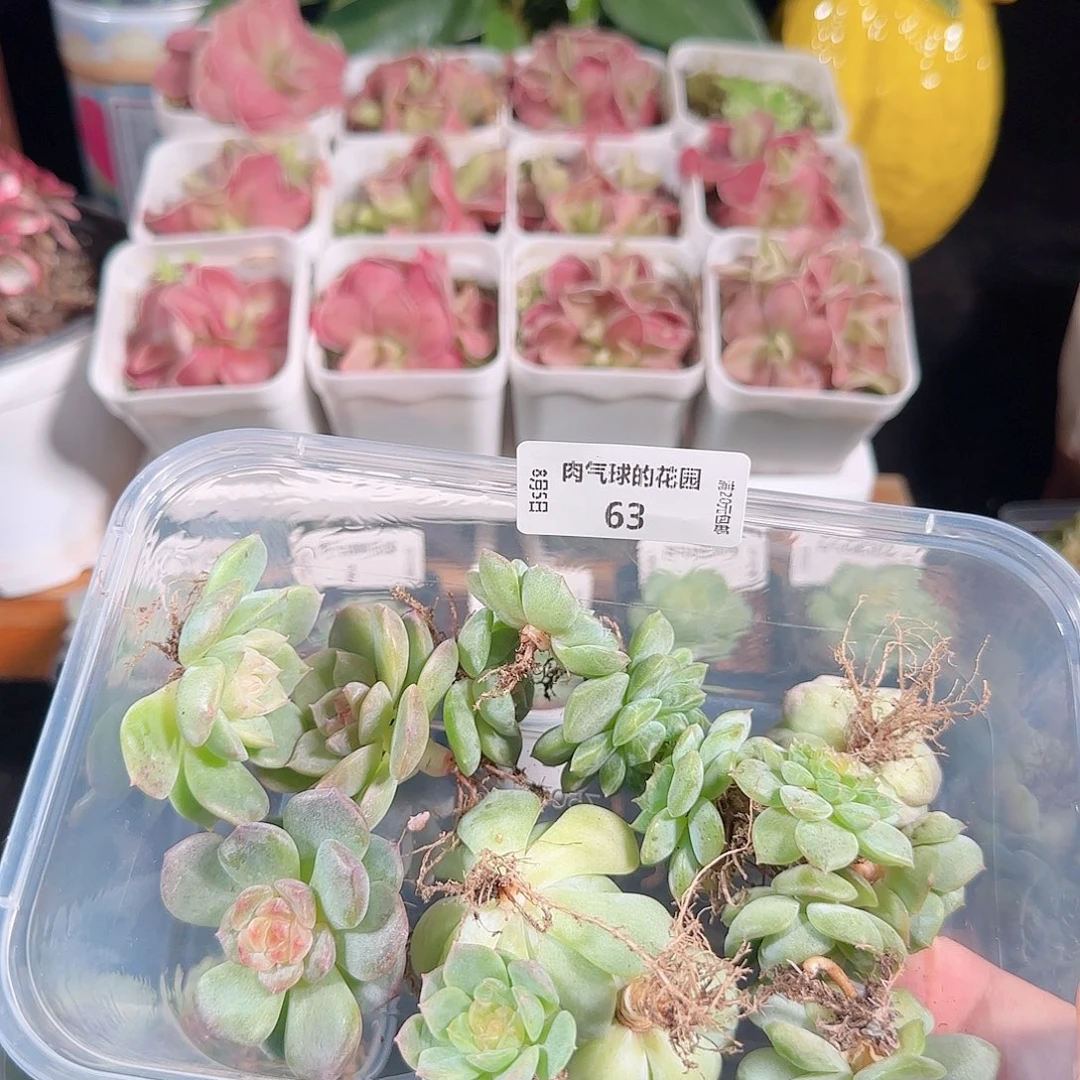 悠***心肉气球的花园0805-63