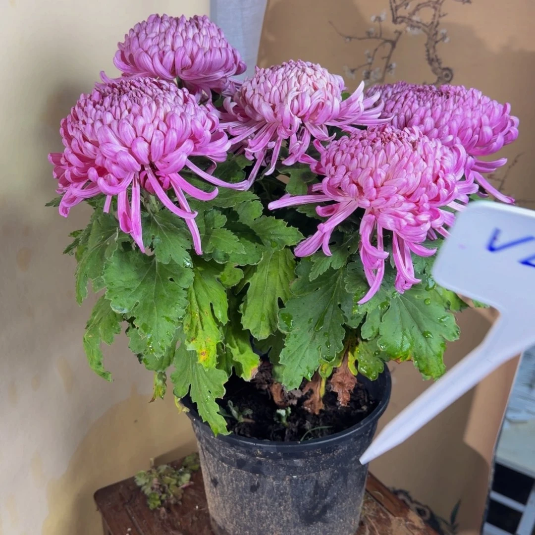 完全开放V22222222