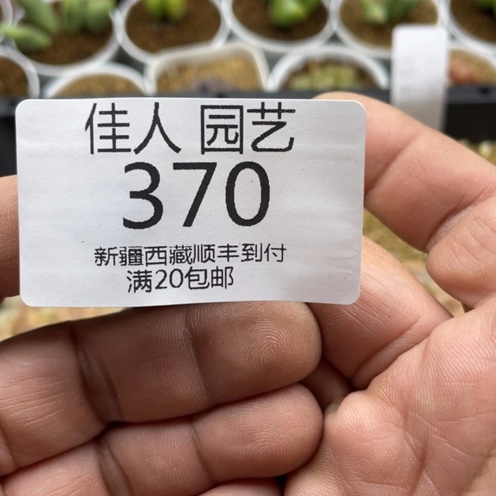 宇**-小宇 饿蓝色绿色姐姐370