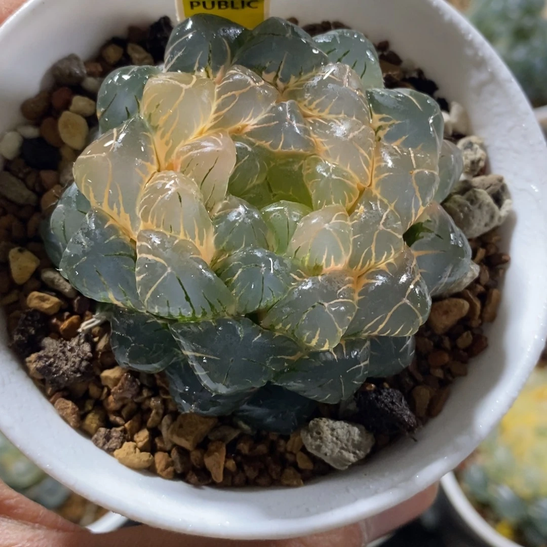 95冰灯玉露金超大杯