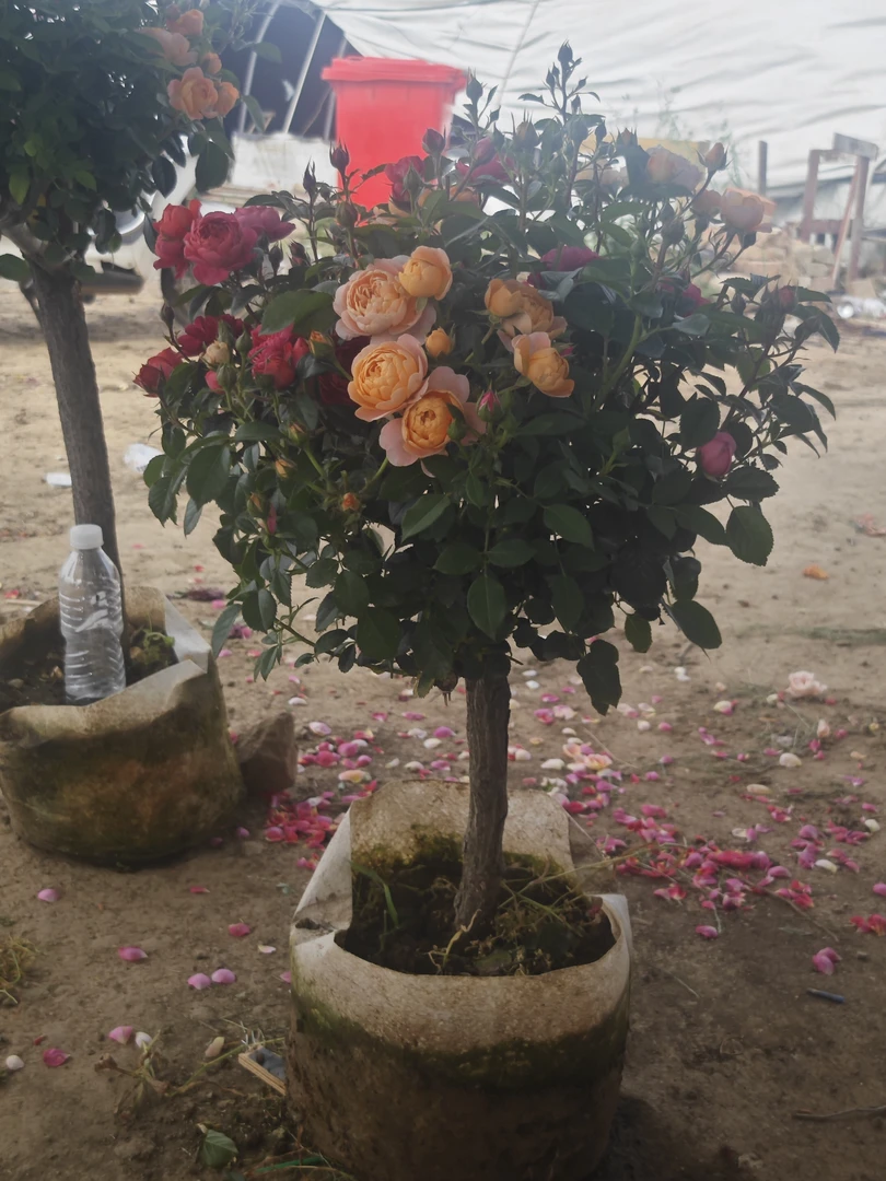 2-4色树桩月季一物一拍