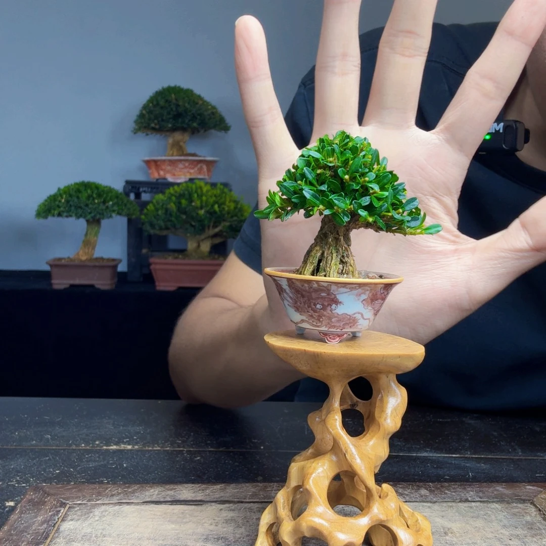 阿***呼无花朵黄杨盆景一物一拍