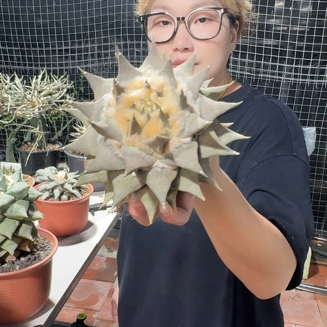 三角牡丹仙人球仙人球