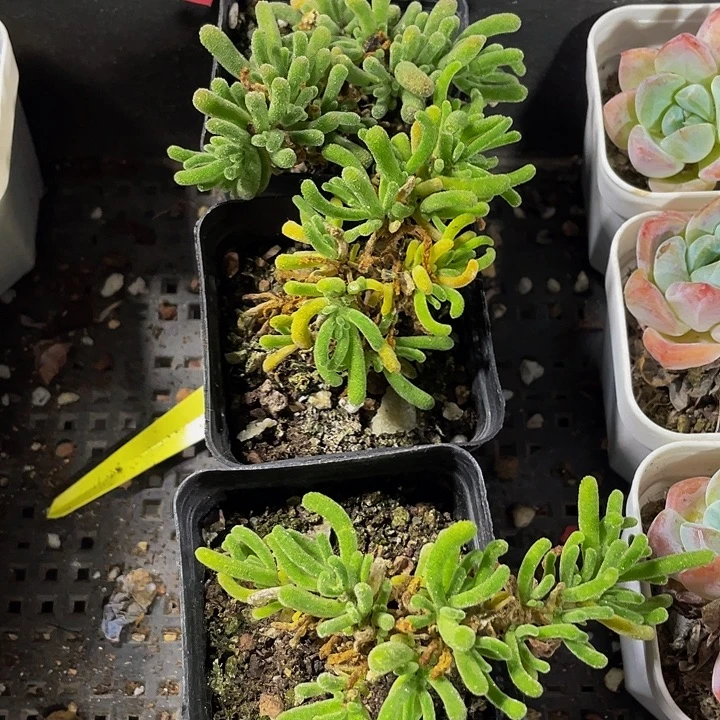 枝干翻杏2.8带盆土发