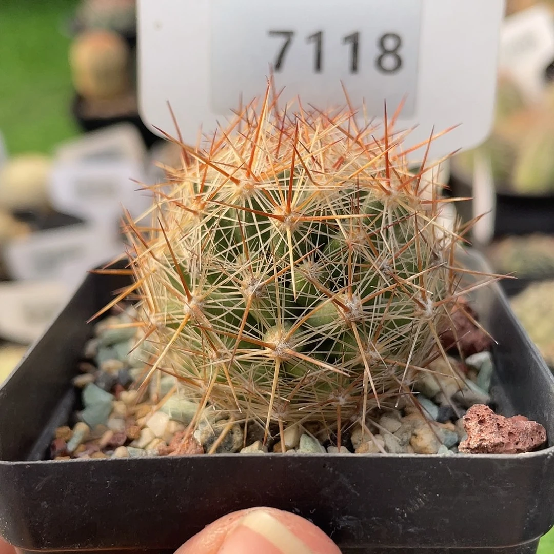 7118 红刺北极实生裸根