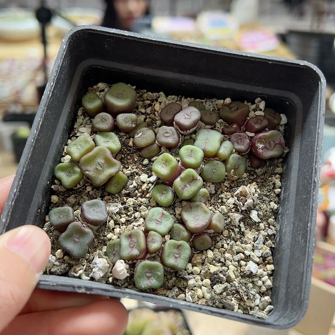 【闪购商品】314 方碗一盒