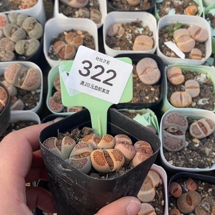 Y****此322生石花小苗方