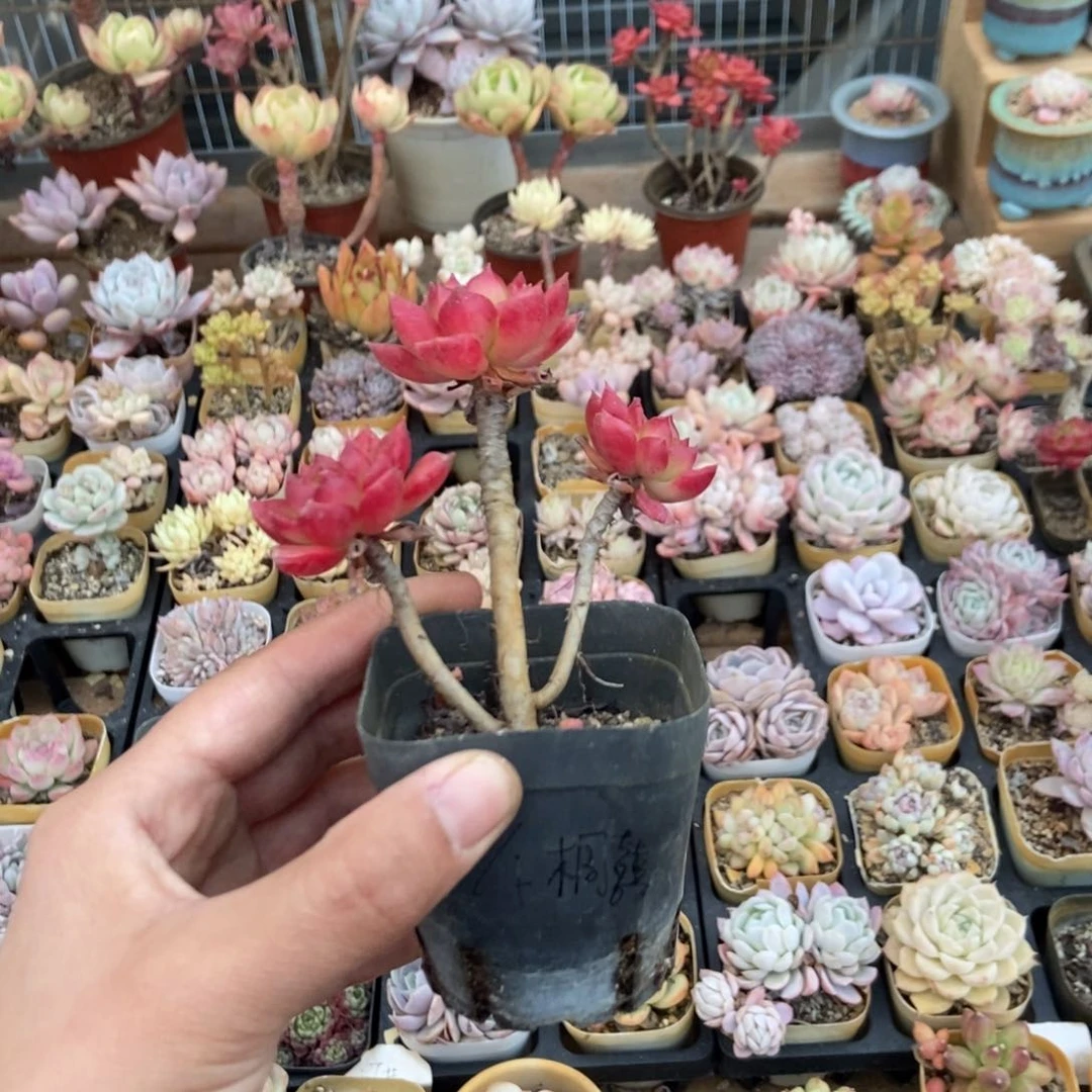 同喜加单多肉一颗蒂亚