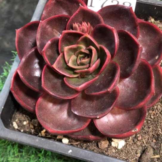 红灯，1732，一物一拍