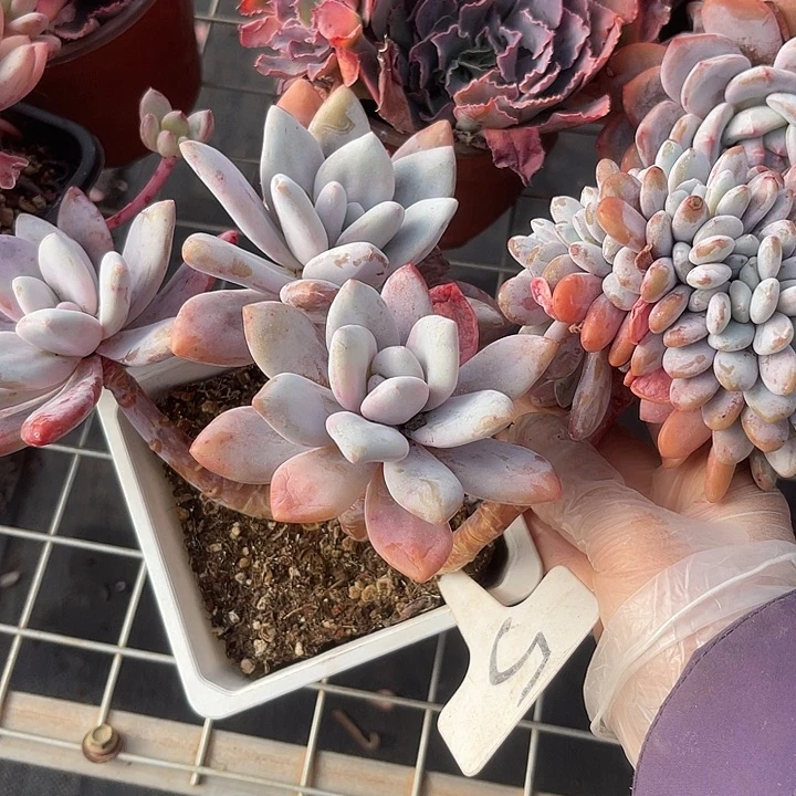 两单包邮，一物一拍5粉兔缀