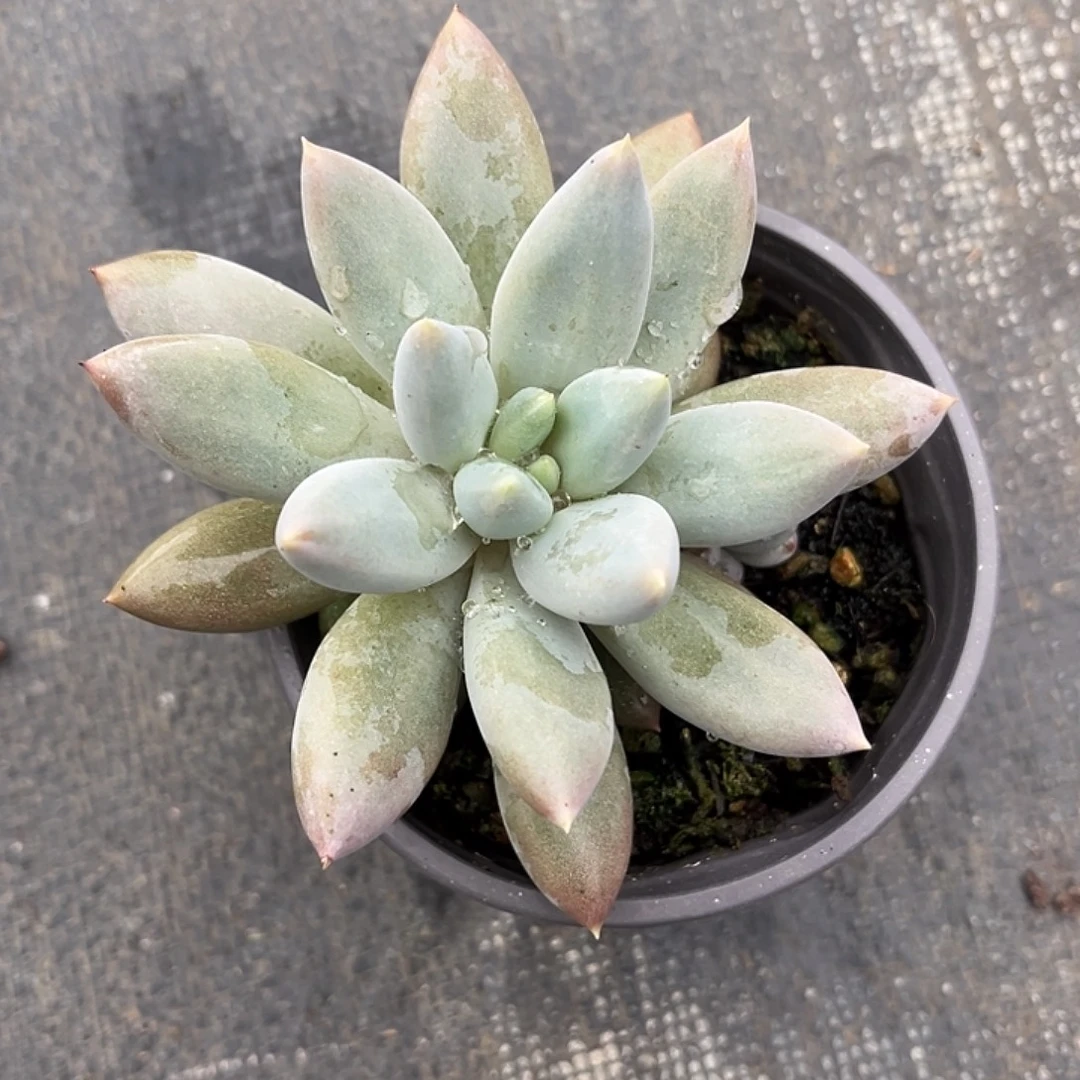 彩体哥特单头 尺寸8